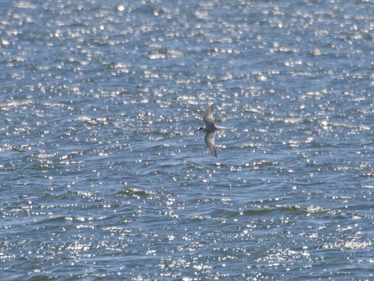 Common Tern - ML620596838