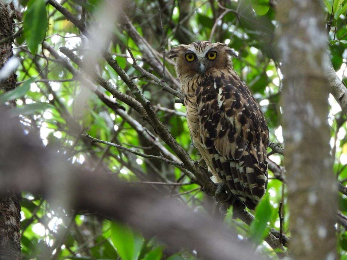 Buffy Fish-Owl - ML620596839