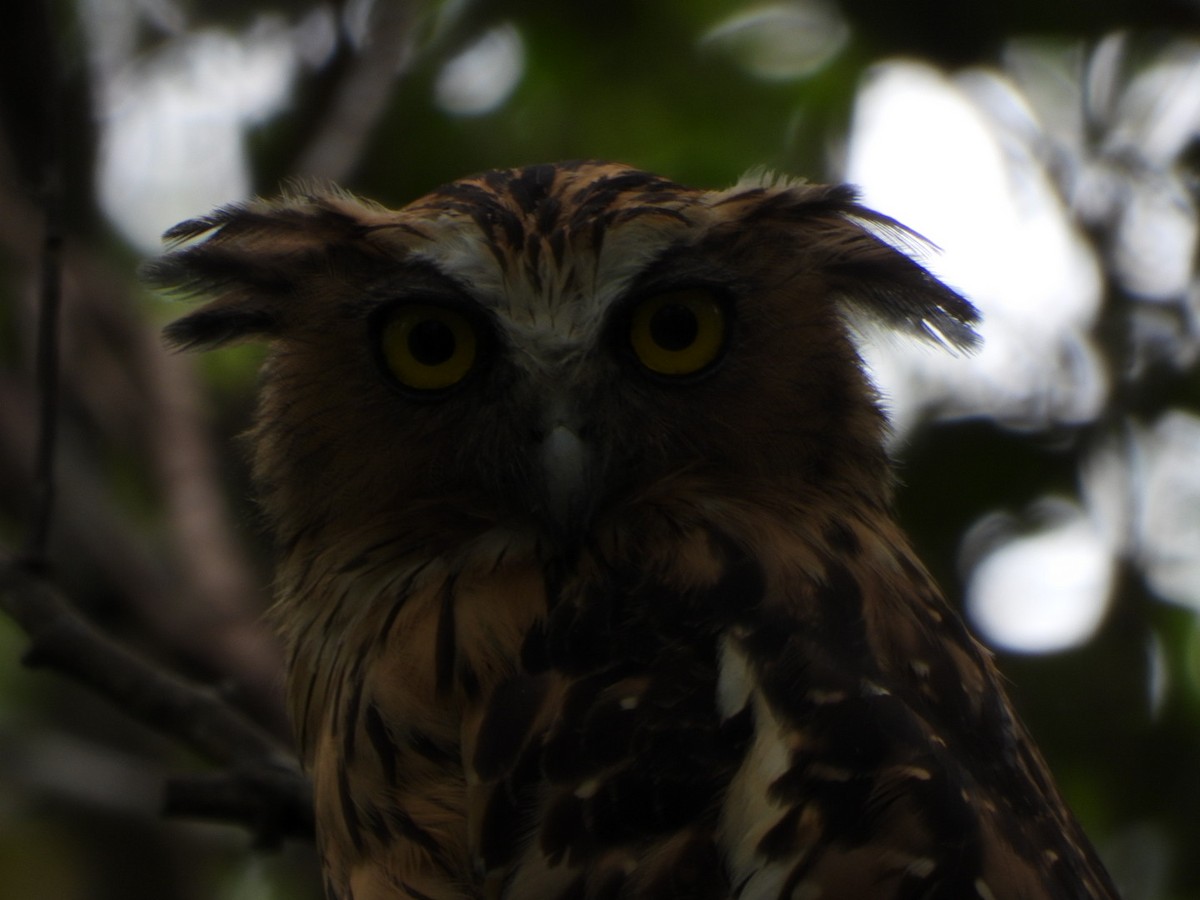 Buffy Fish-Owl - ML620596840