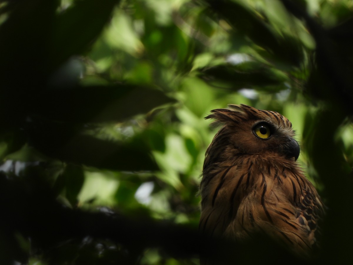 Buffy Fish-Owl - ML620596841