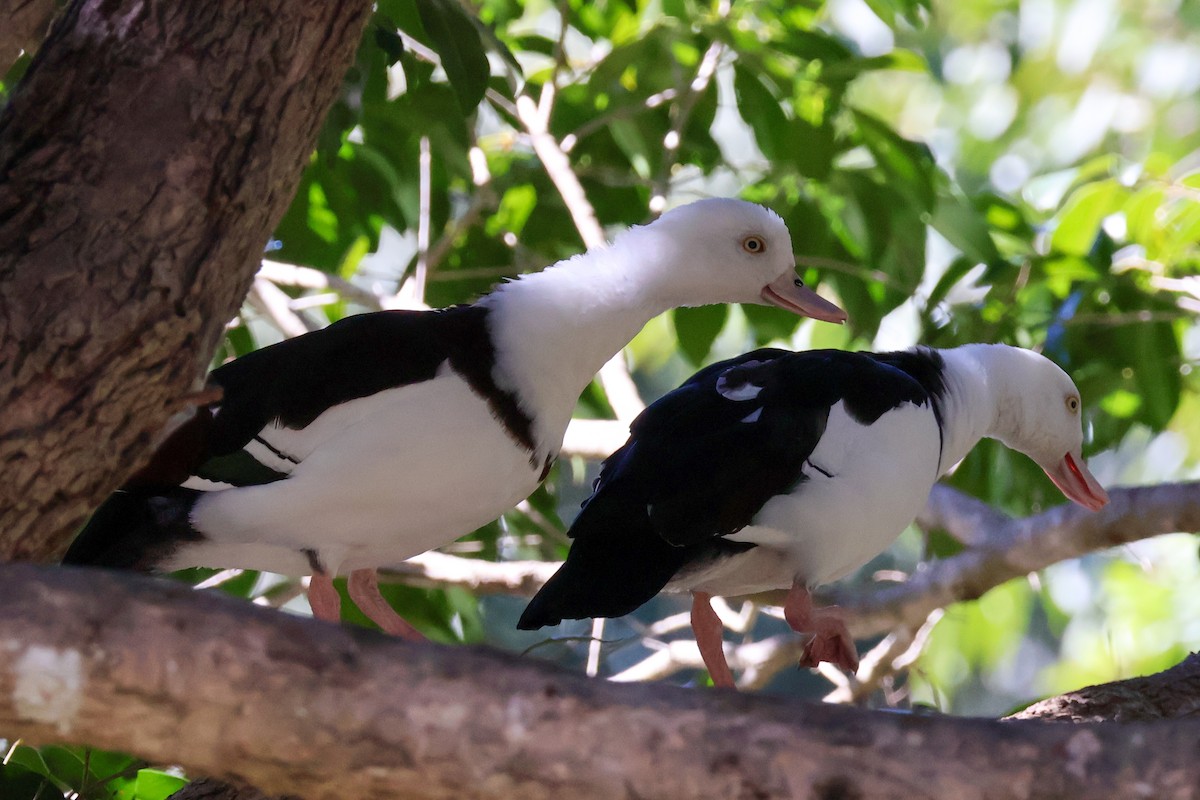 Radjah Shelduck - ML620596842