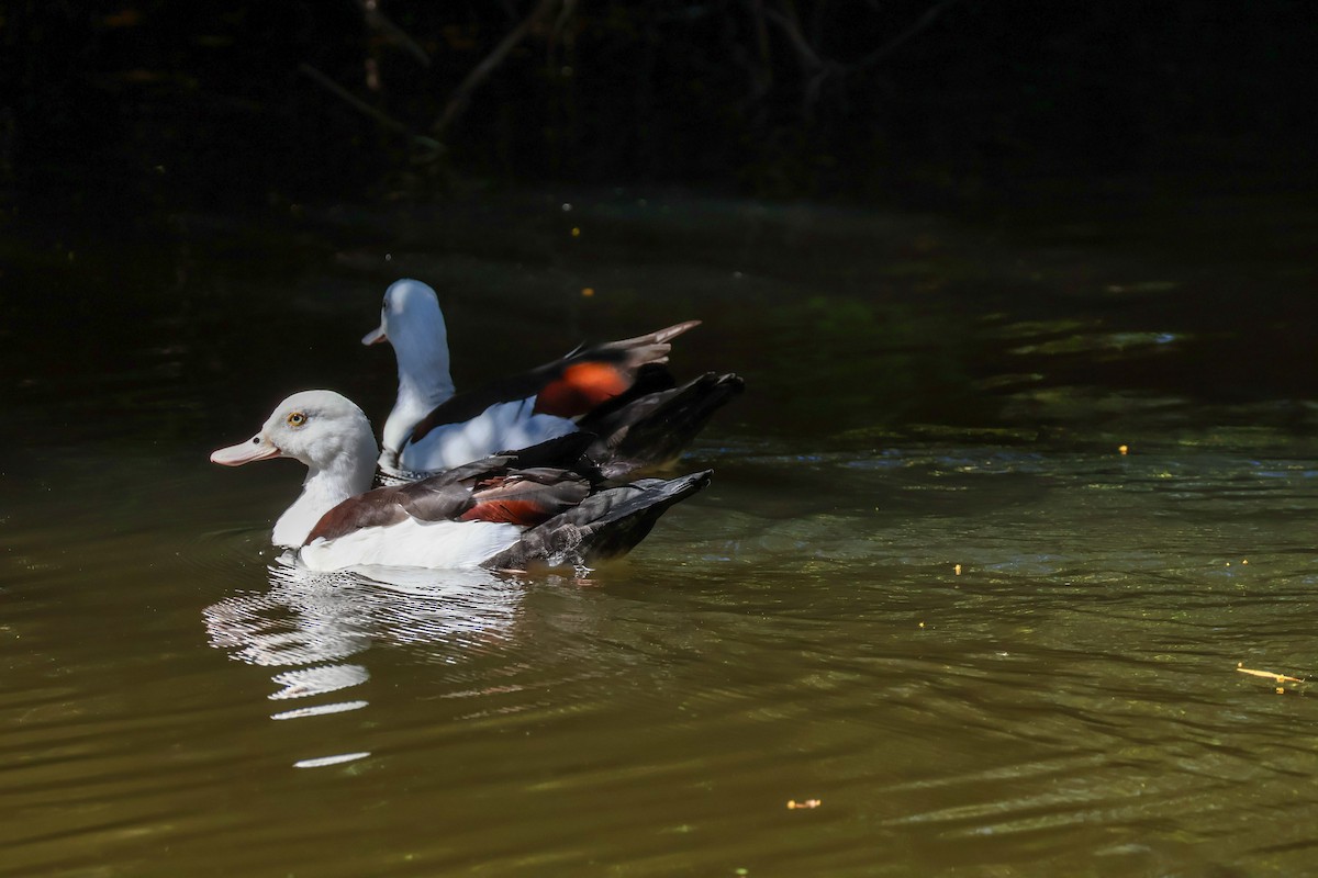 Radjah Shelduck - ML620596843