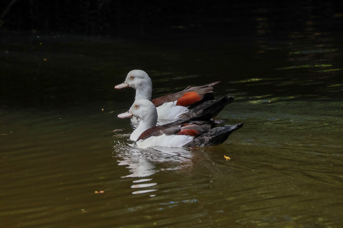 Radjah Shelduck - ML620596844