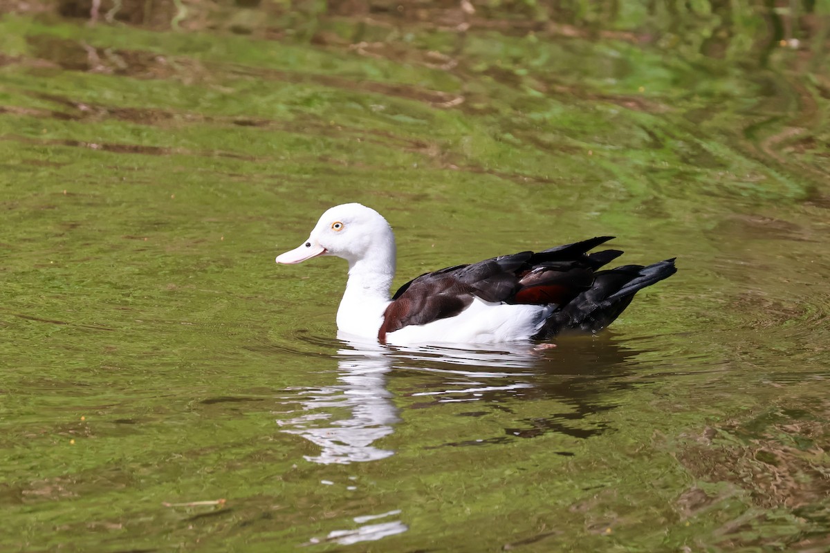 Radjah Shelduck - ML620596845