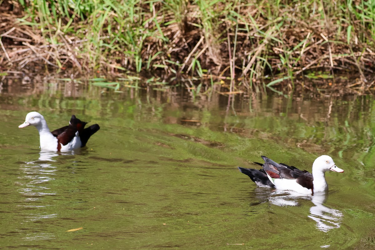 Radjah Shelduck - ML620596846