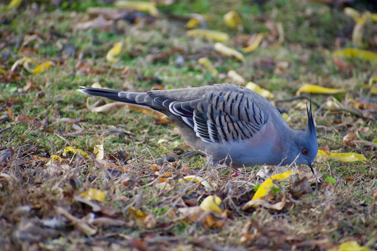 Crested Pigeon - ML620596847