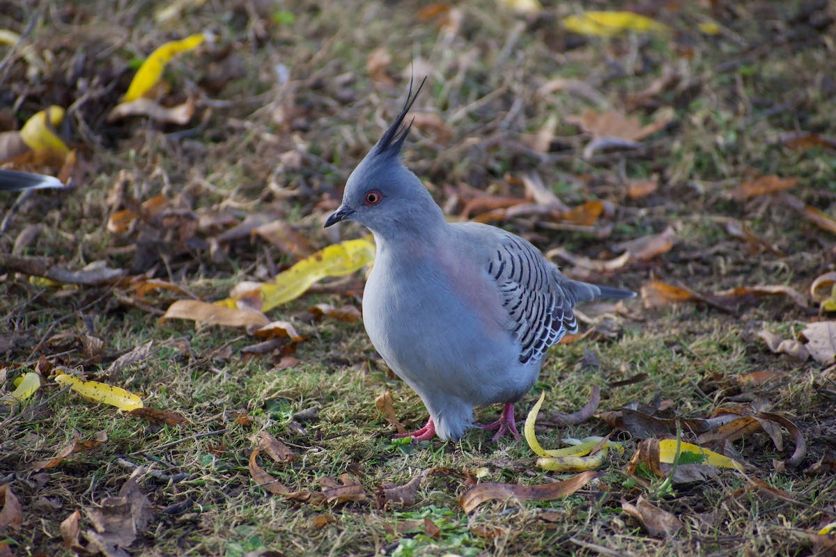 Crested Pigeon - ML620596848