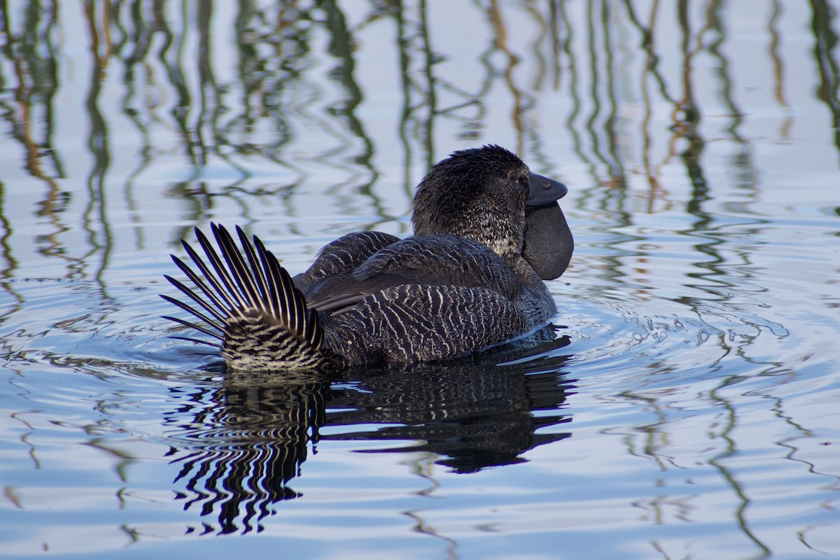 Musk Duck - ML620596850