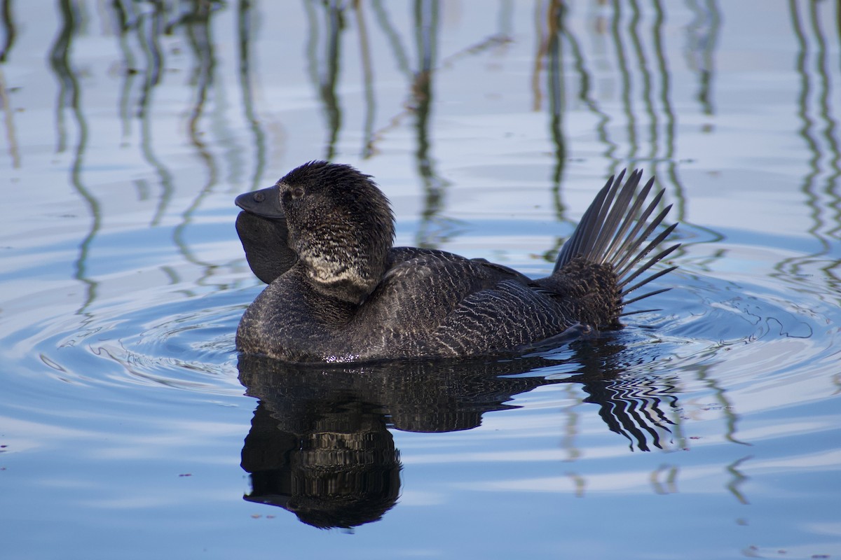 Musk Duck - ML620596851