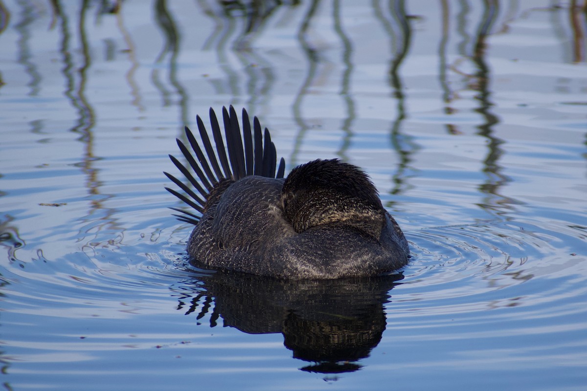 Musk Duck - ML620596852