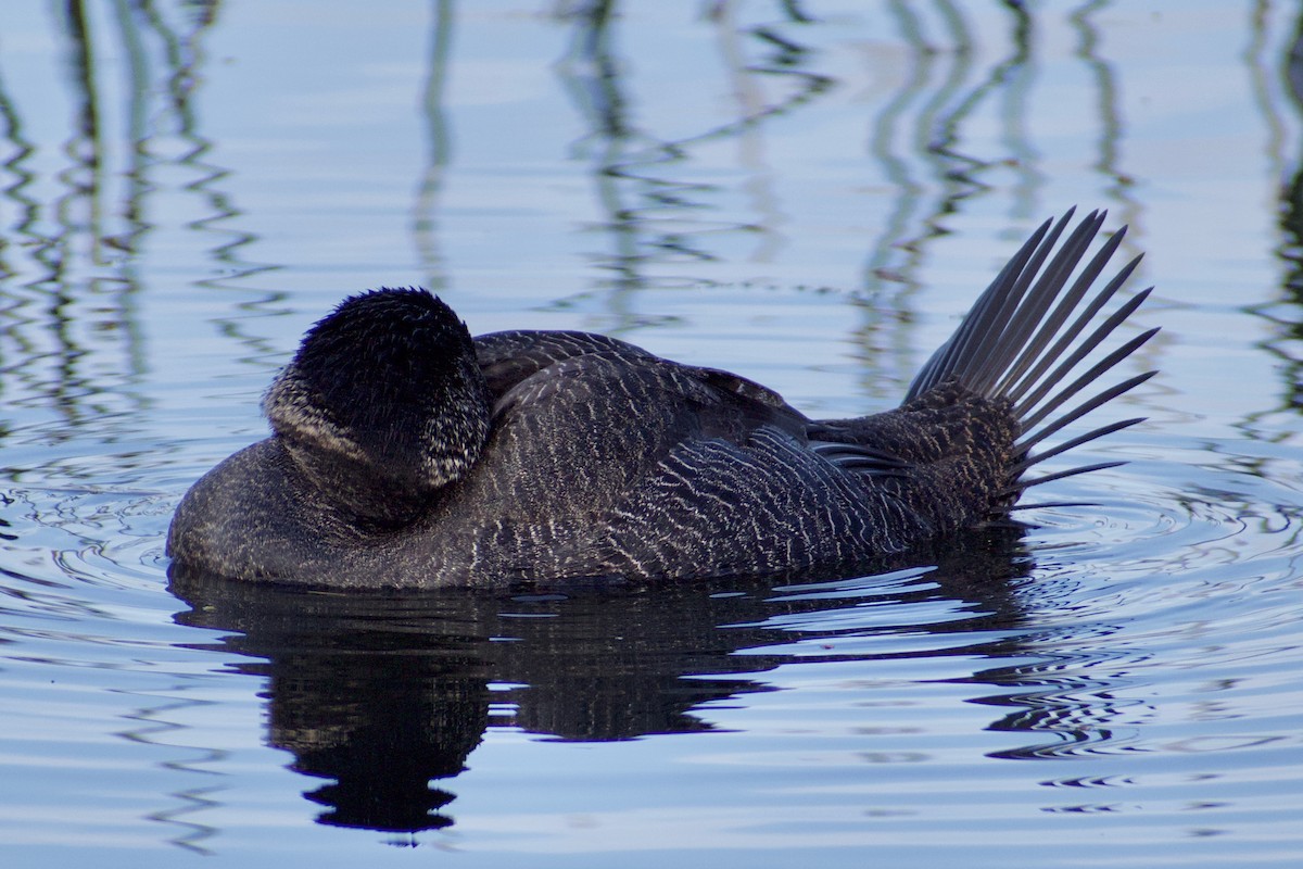 Musk Duck - ML620596853