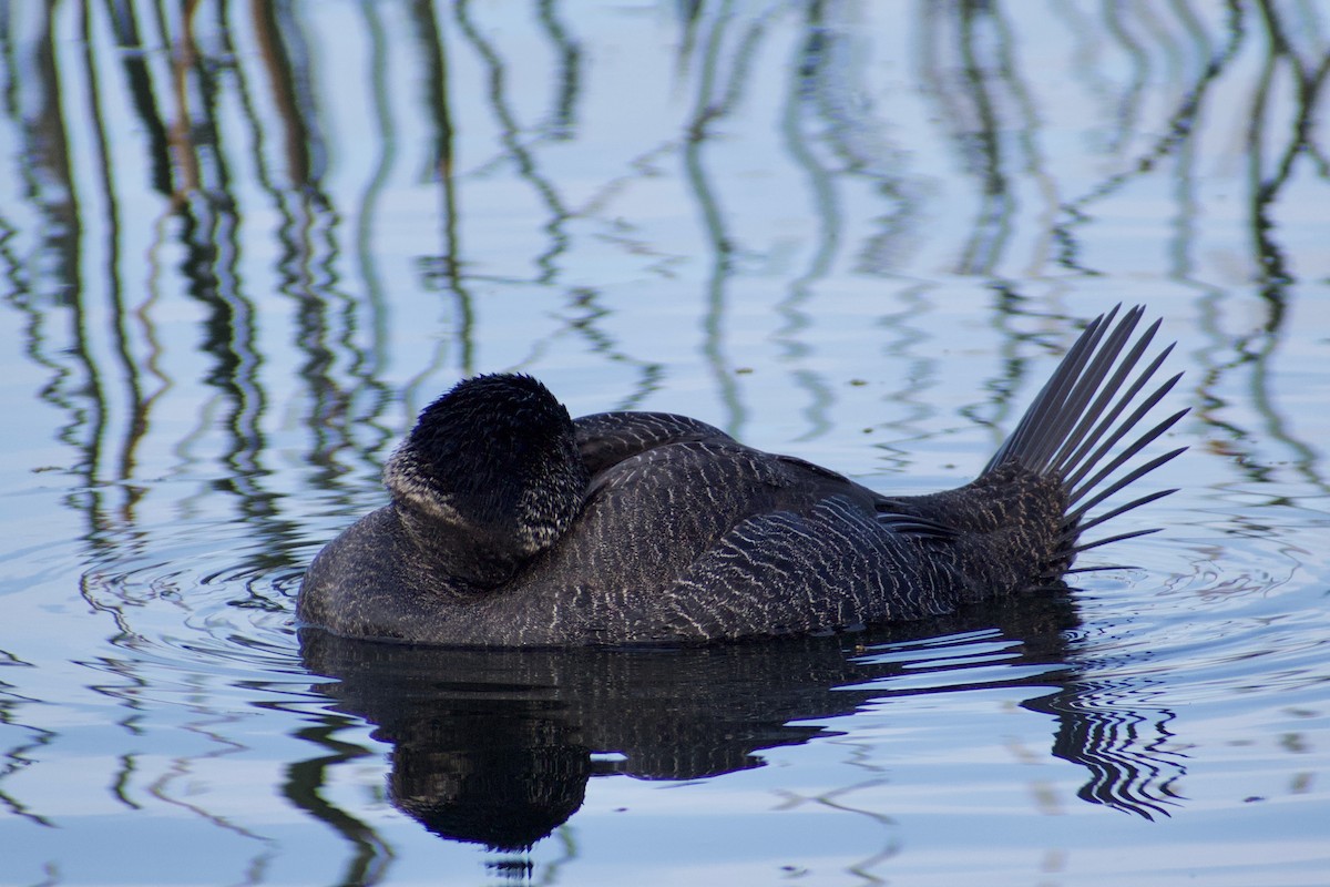 Musk Duck - ML620596854