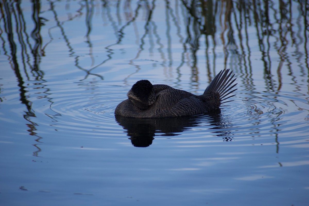 Musk Duck - ML620596855