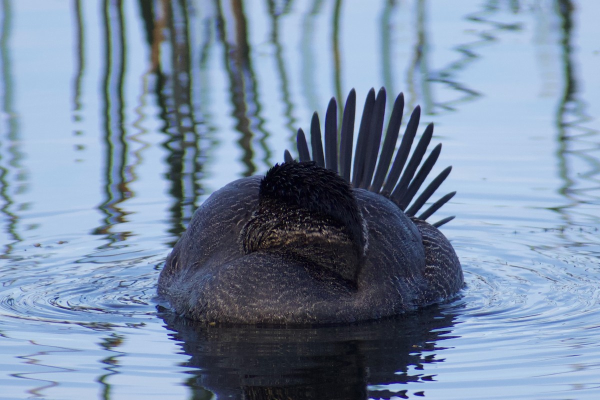 Musk Duck - ML620596856