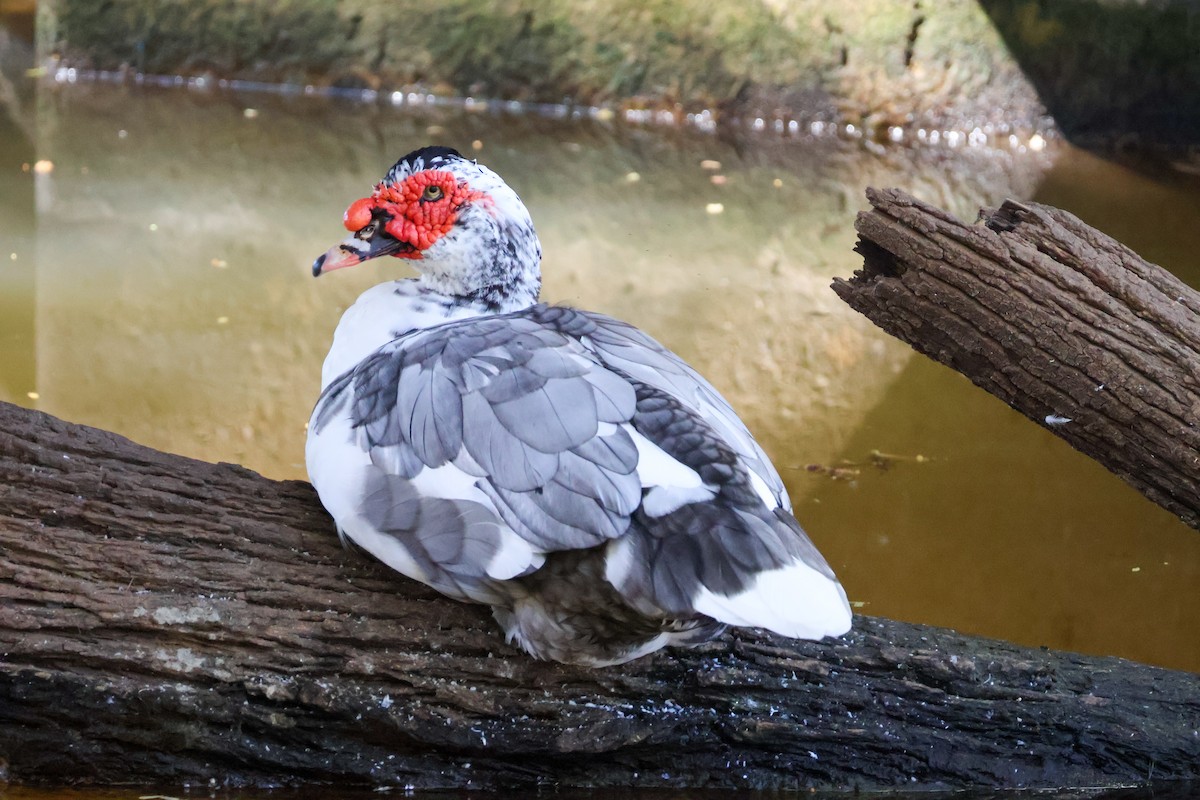 Muscovy Duck (Domestic type) - Sonia Boughton