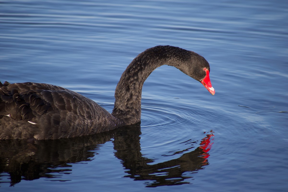 Cisne Negro - ML620596859