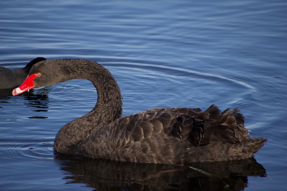 Cygne noir - ML620596860