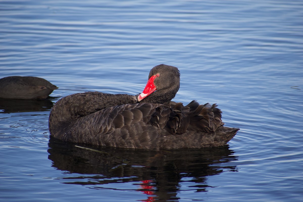 Black Swan - ML620596861