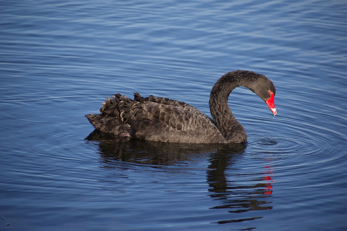 Black Swan - ML620596862