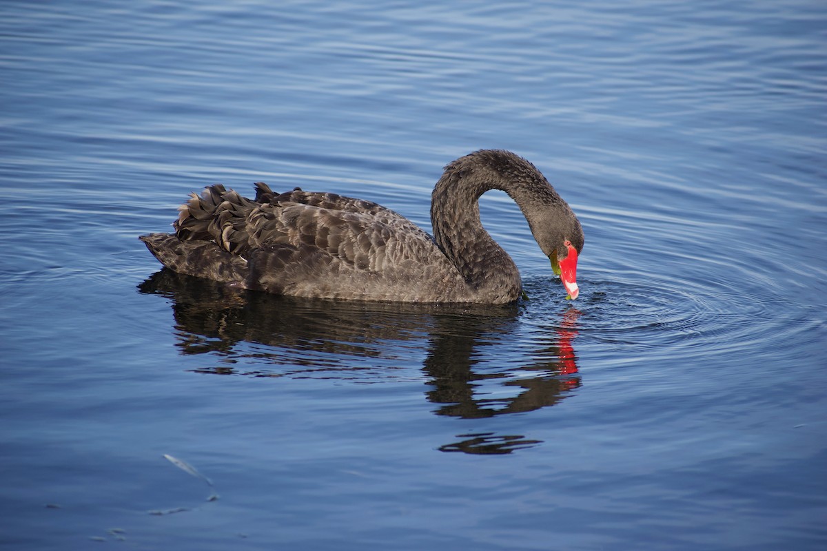 Cygne noir - ML620596863