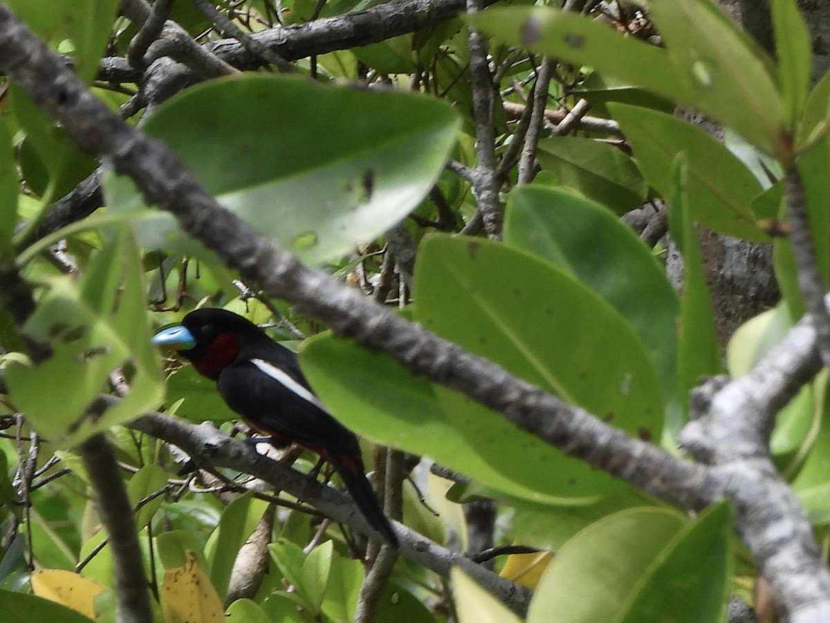 Black-and-red Broadbill - ML620596864