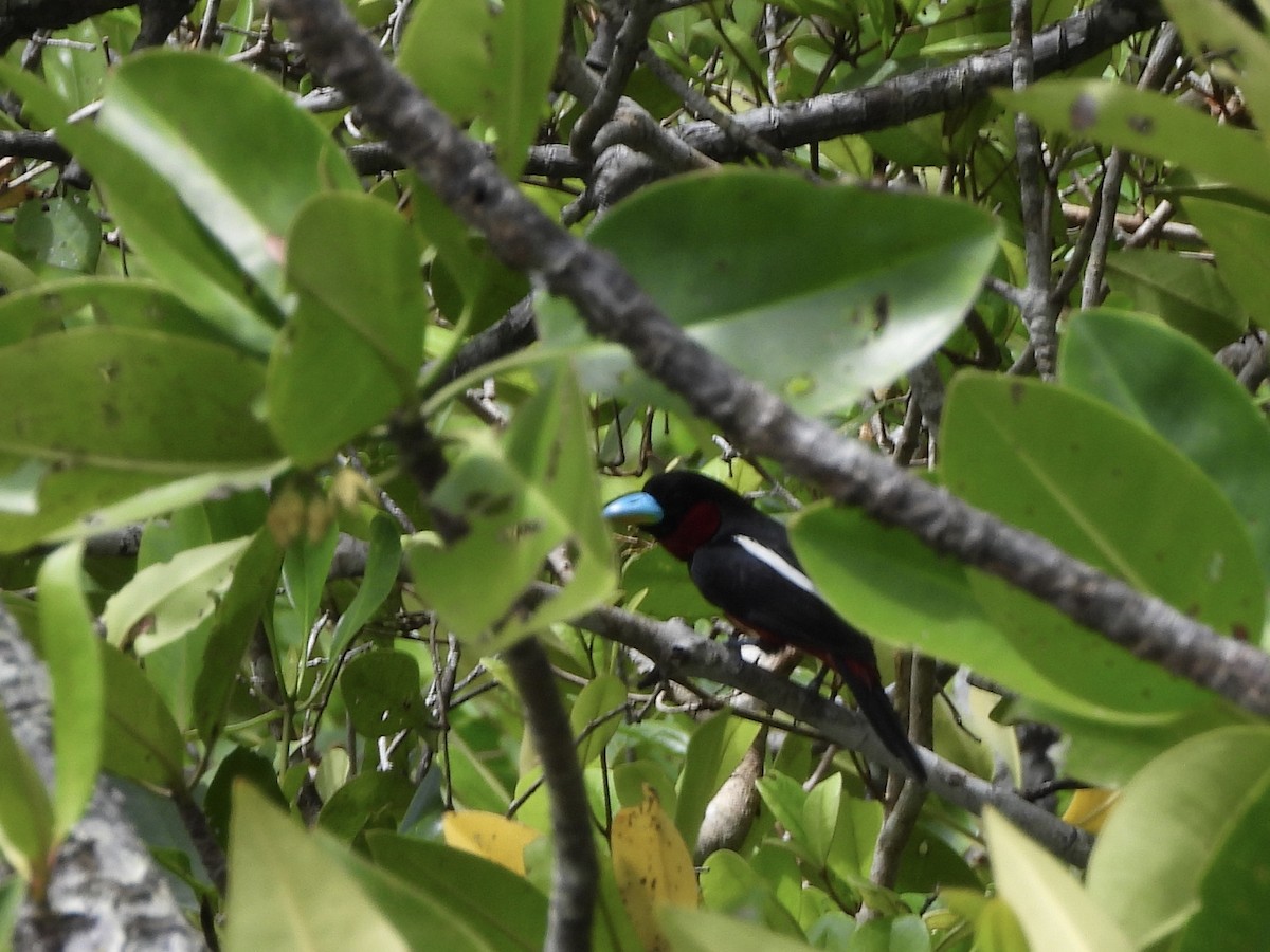 Black-and-red Broadbill - david Sautebin