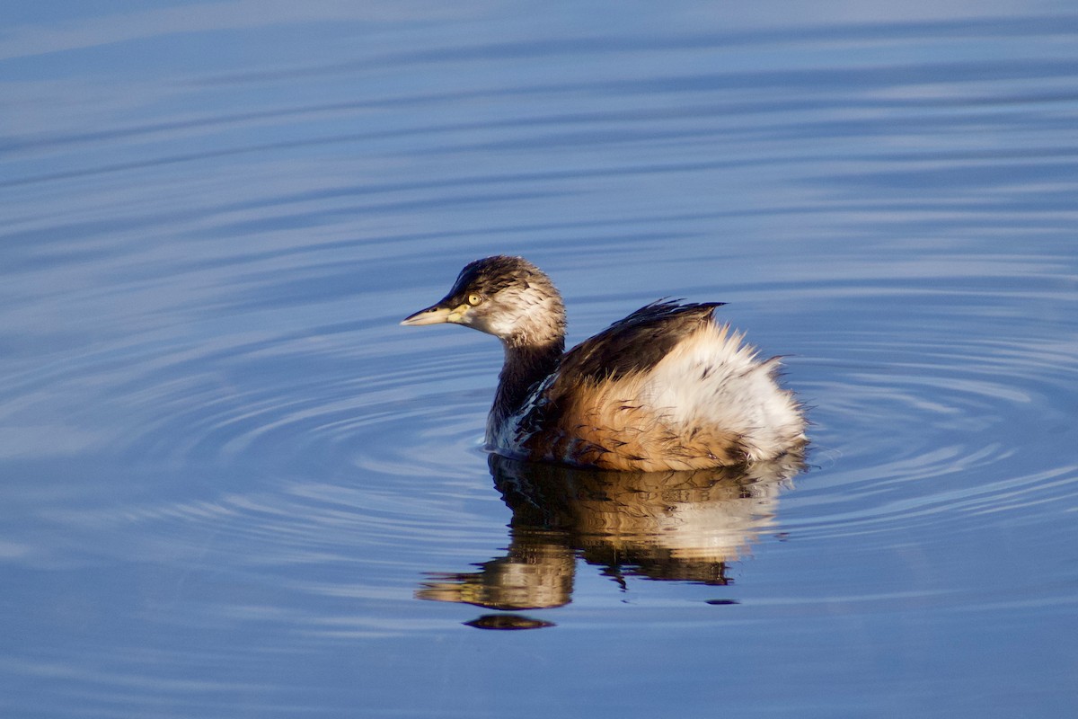 Australasian Grebe - ML620596868