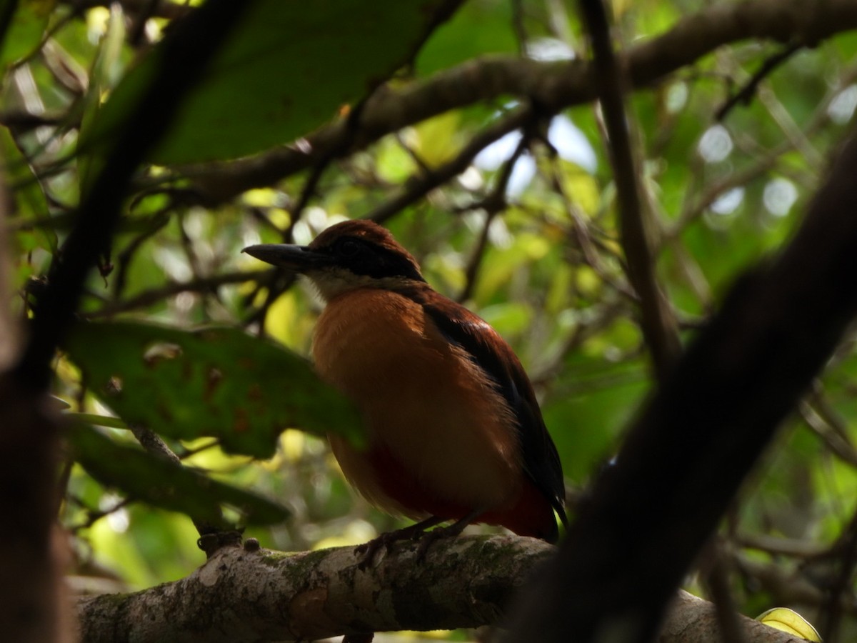 mangrovepitta - ML620596869