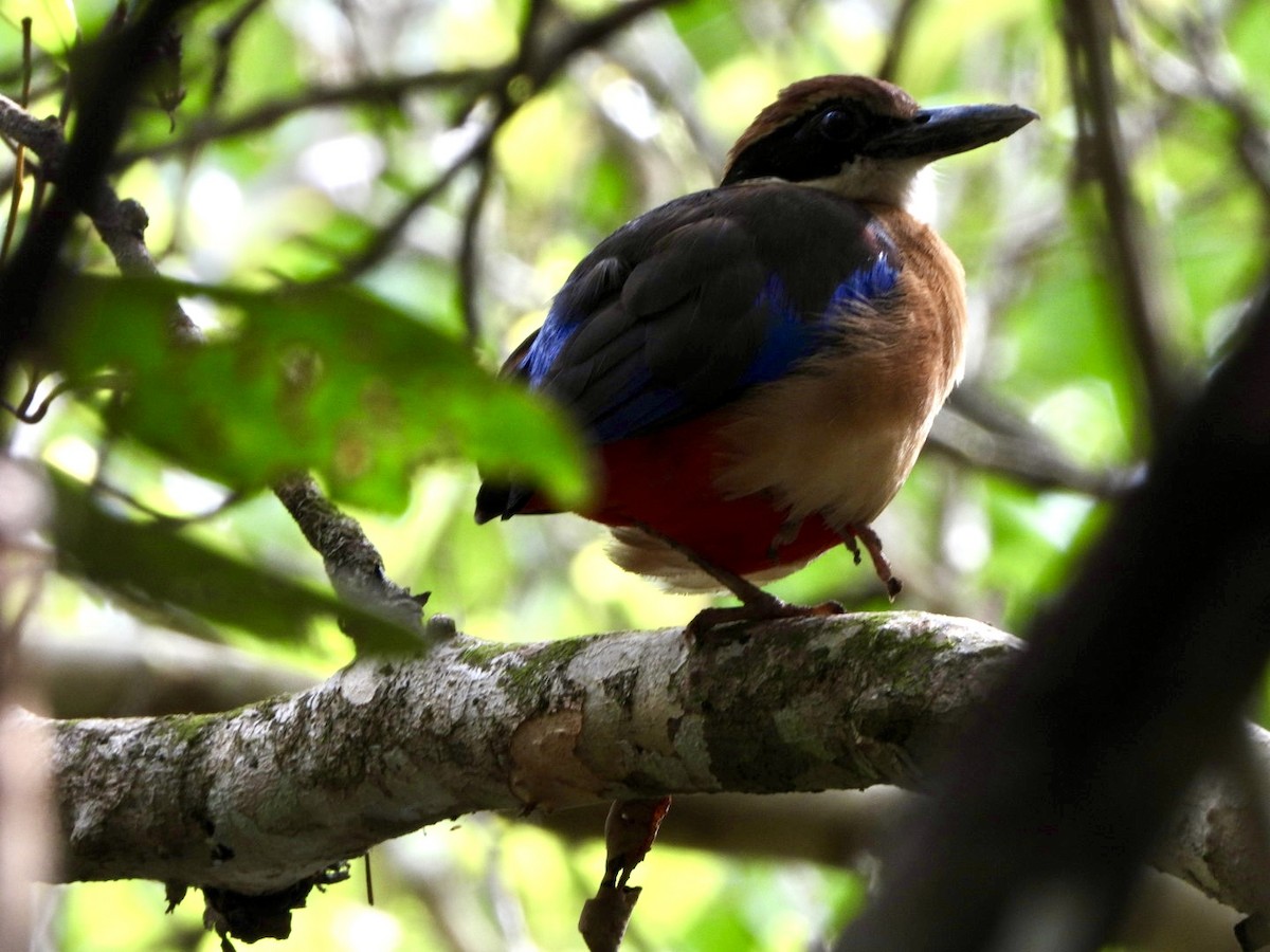 mangrovepitta - ML620596870