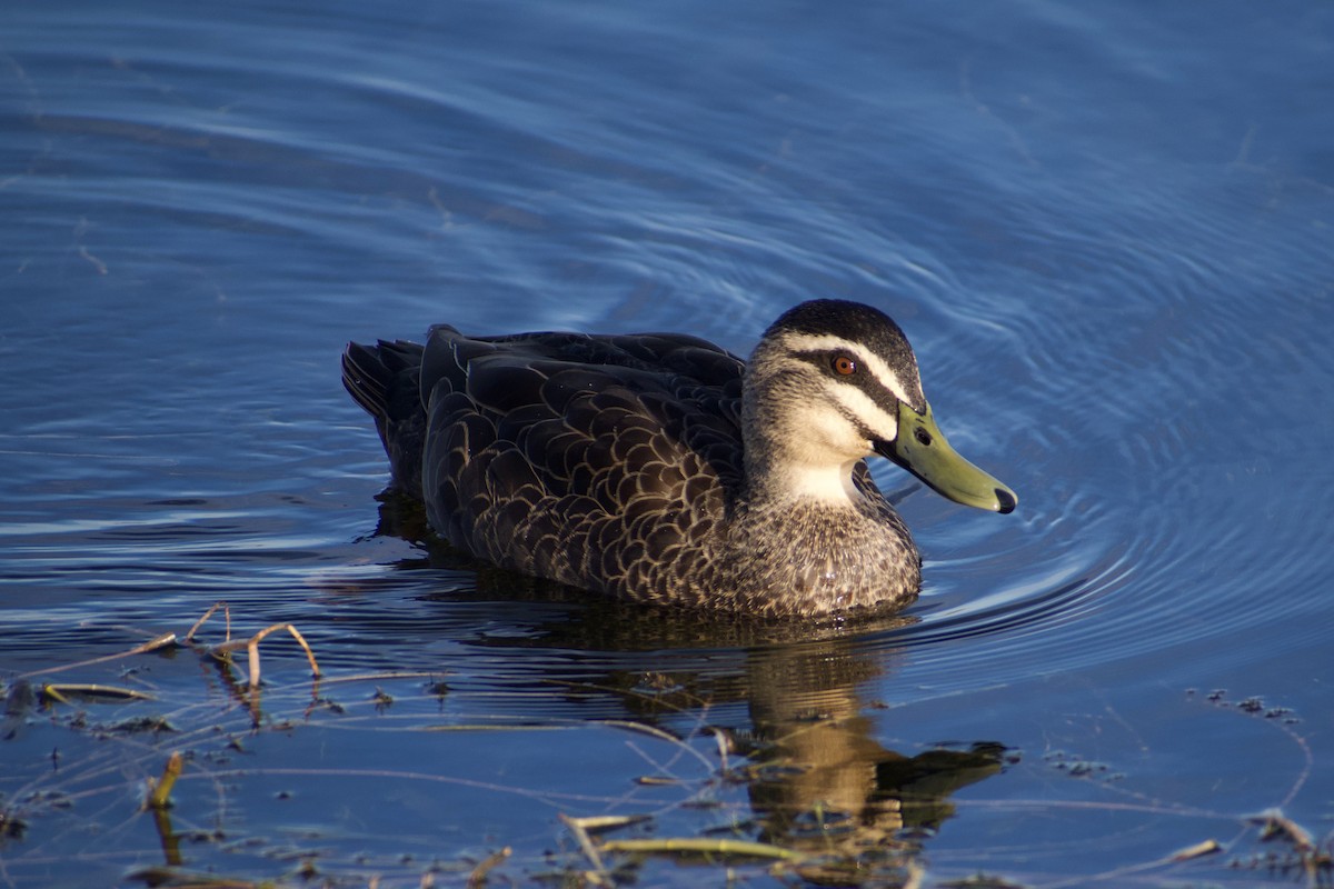 Pacific Black Duck - ML620596871