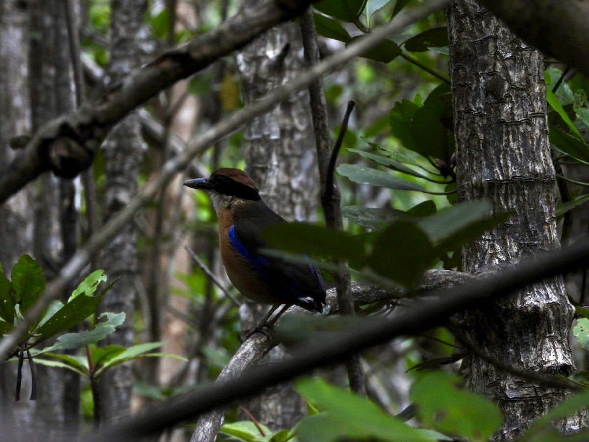 mangrovepitta - ML620596876