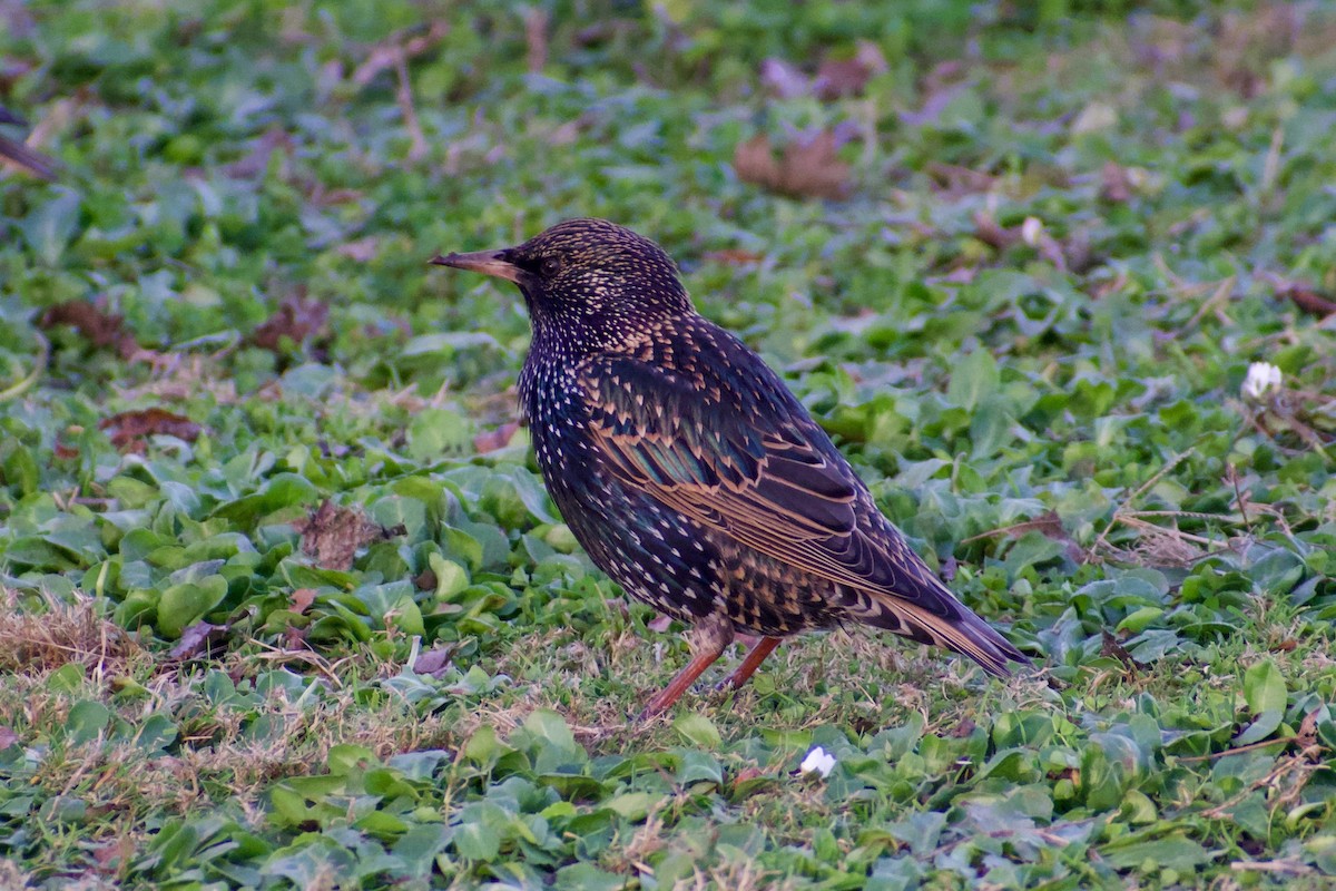 European Starling - ML620596878