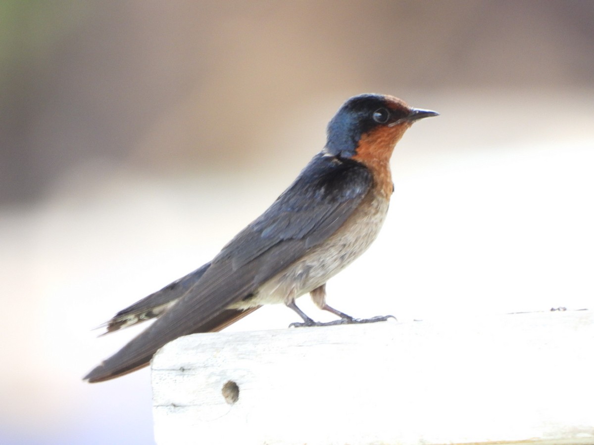 Pacific Swallow - ML620596879