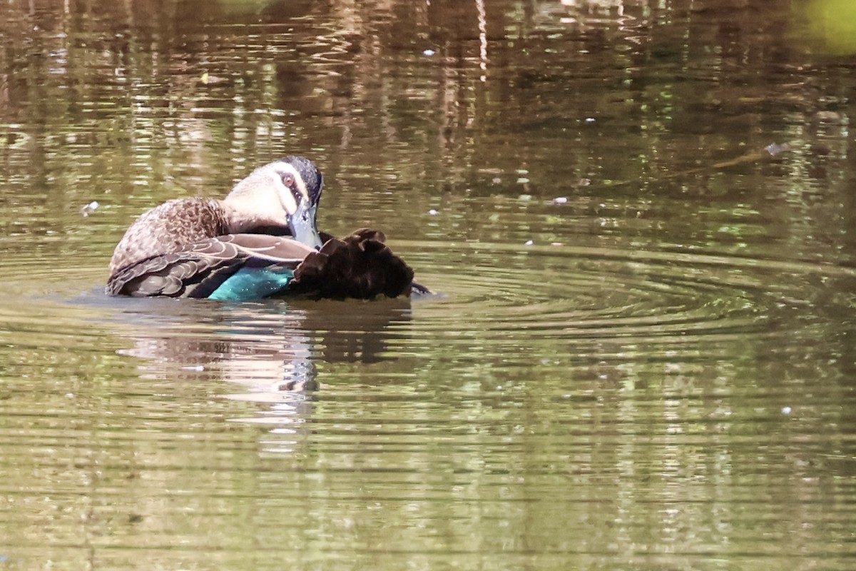 Pacific Black Duck - Sonia Boughton