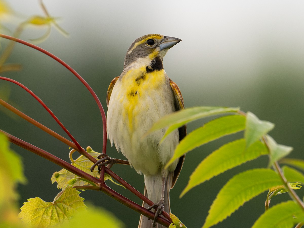 Dickcissel - ML620596882