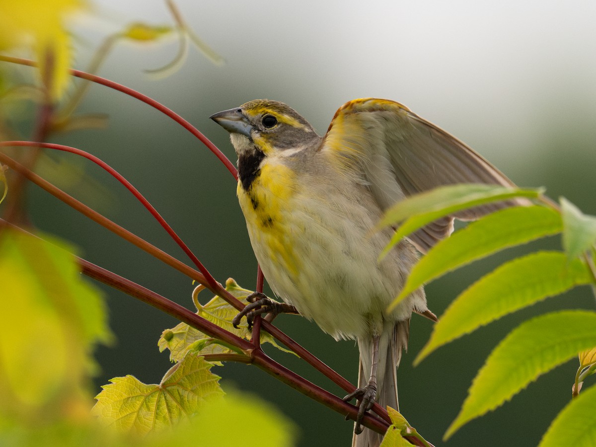 Dickcissel - ML620596883