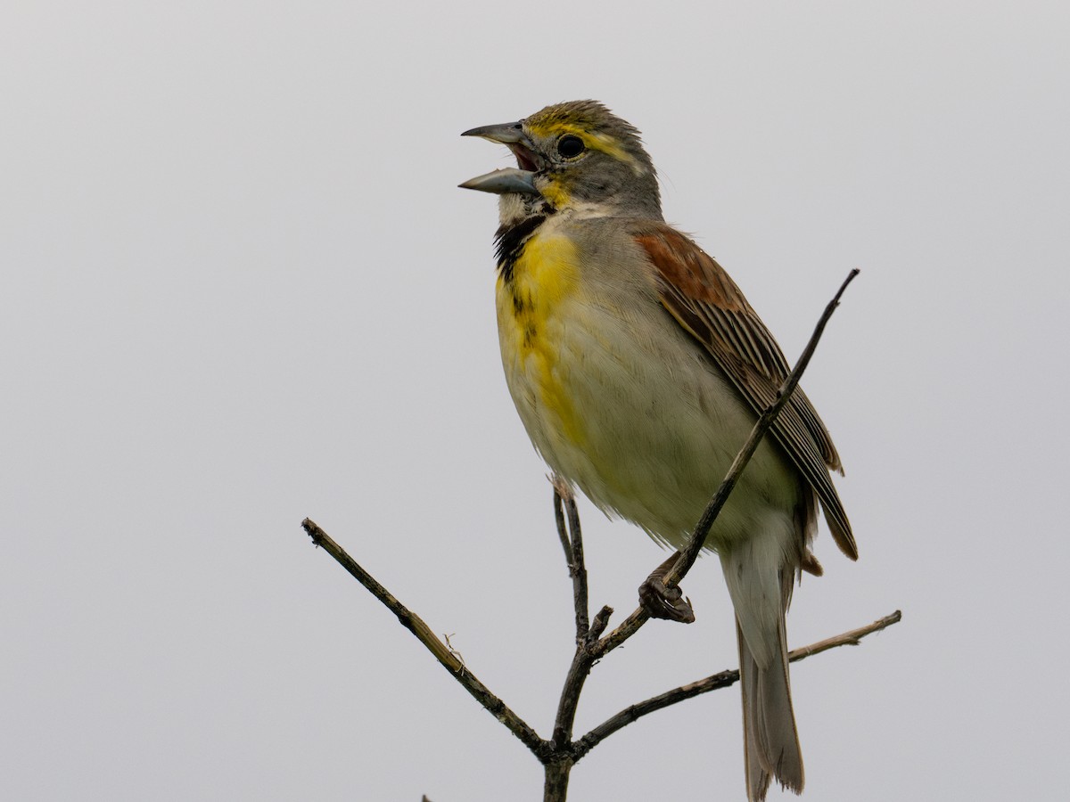 Dickcissel - ML620596886