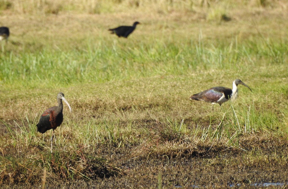 Glossy Ibis - ML620596889