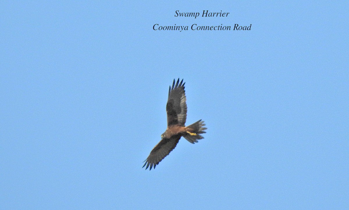 Swamp Harrier - ML620596891