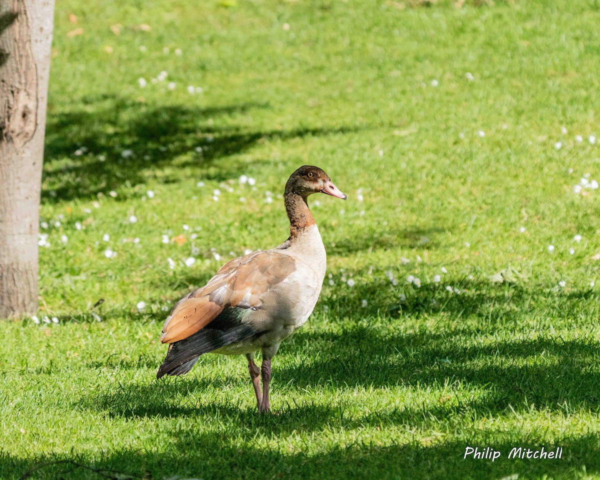 Egyptian Goose - ML620596894