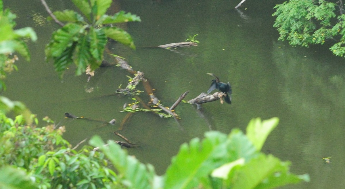 Oriental Darter - Sze On Ng (Aaron)