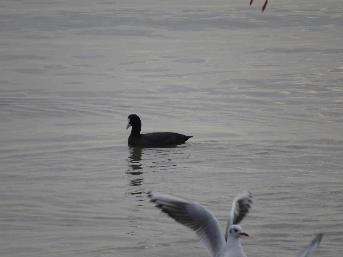 Eurasian Coot - ML620596897