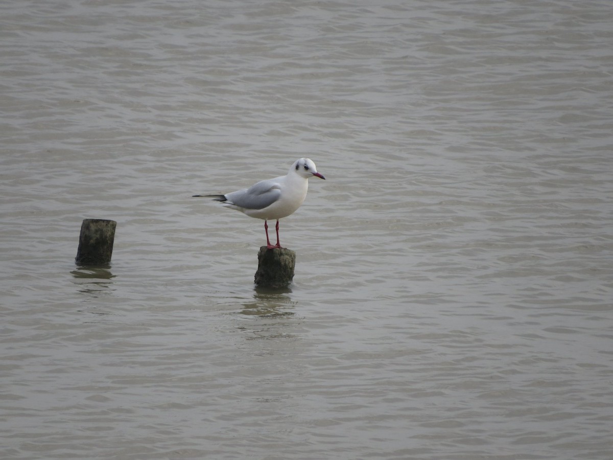 Black-headed Gull - ML620596898