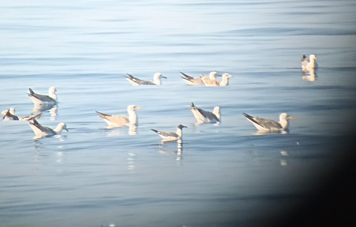 Laughing Gull - ML620596901