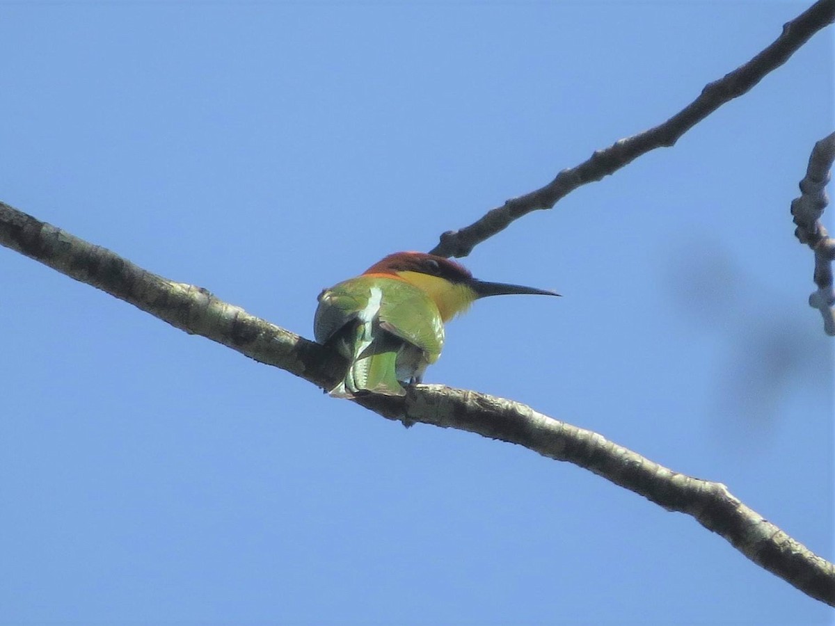 Chestnut-headed Bee-eater - ML620596902