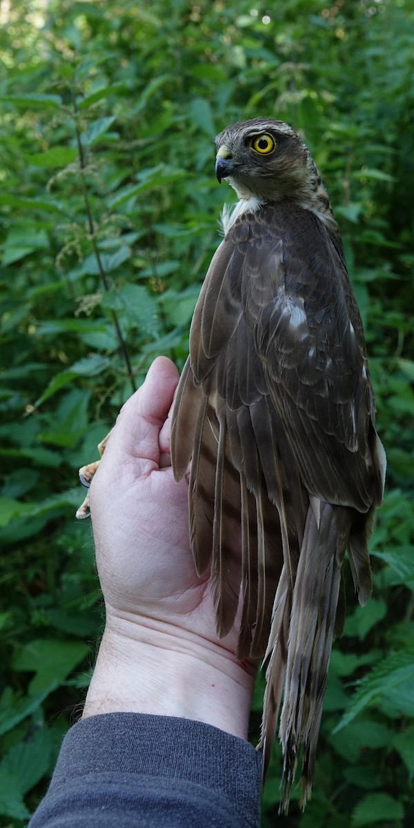 Eurasian Sparrowhawk - ML620596903