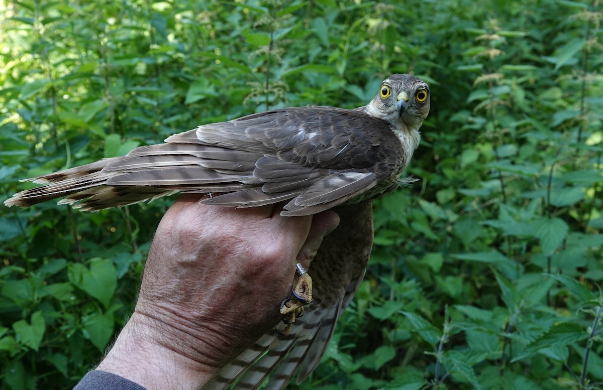 Eurasian Sparrowhawk - ML620596908