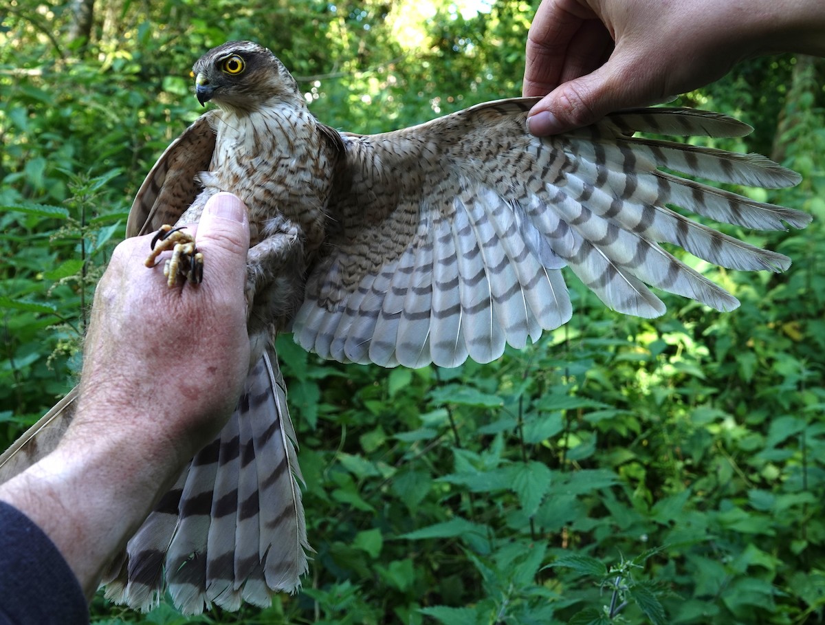 Eurasian Sparrowhawk - ML620596910