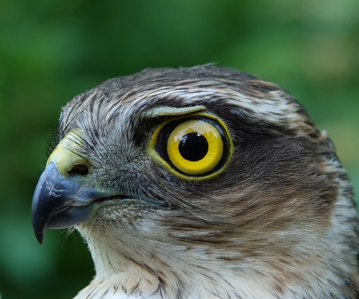 Eurasian Sparrowhawk - ML620596911