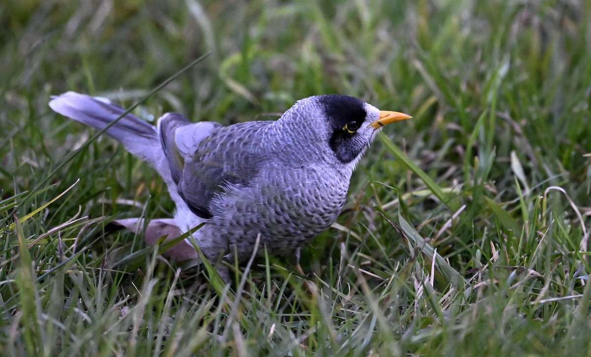 Noisy Miner - ML620596914